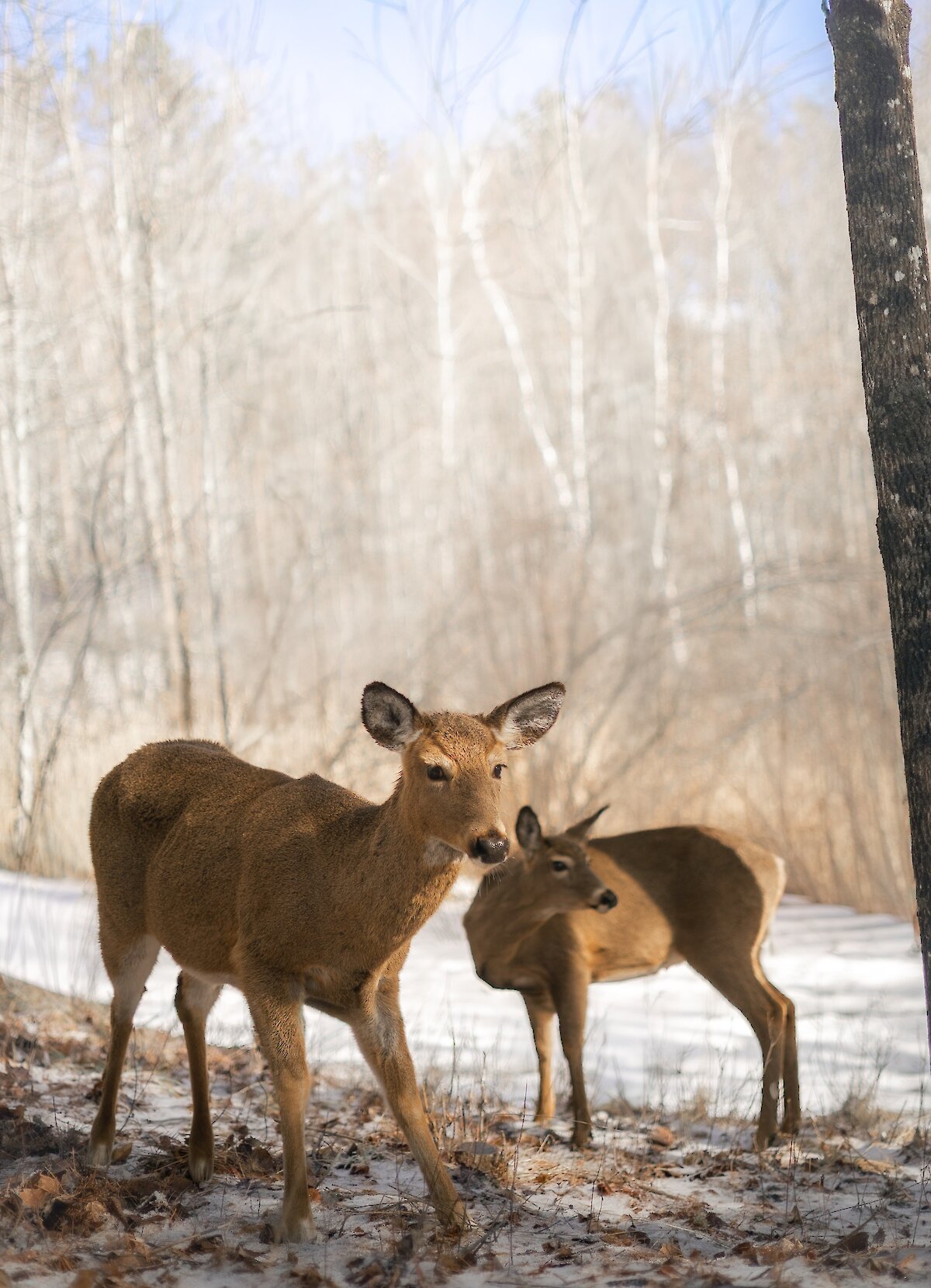 Deux chevreuils dans une forêt hivernale calme et lumineuse.