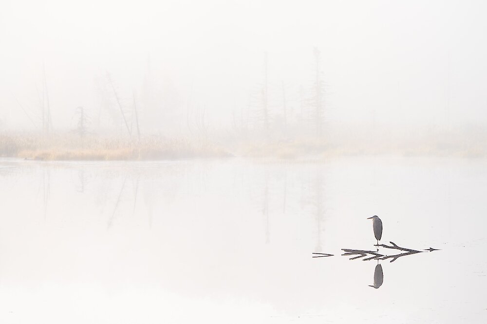 Un oiseau solitaire perché sur une branche dans un lac brumeux.