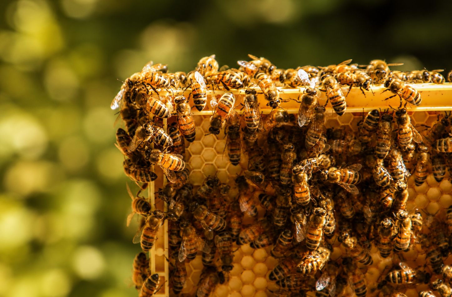 Une colonie d’abeilles active sur un cadre de ruche.