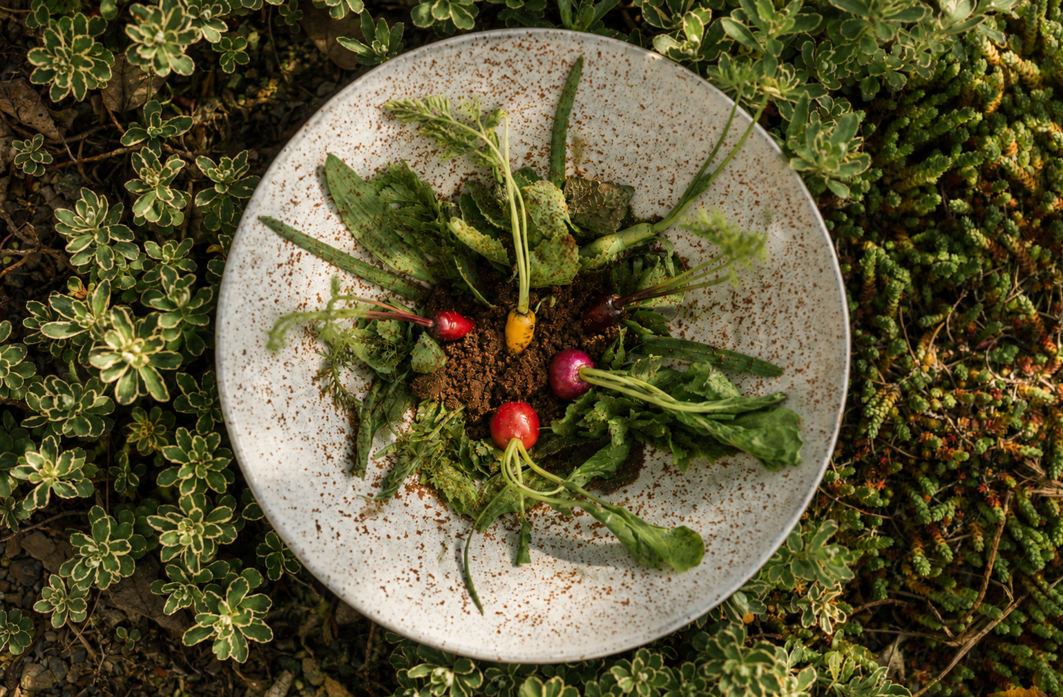 Une composition végétale mettant en vedette légumes, herbes et récoltes de saison.