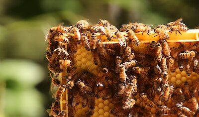 Abeilles sur un cadre de ruche.