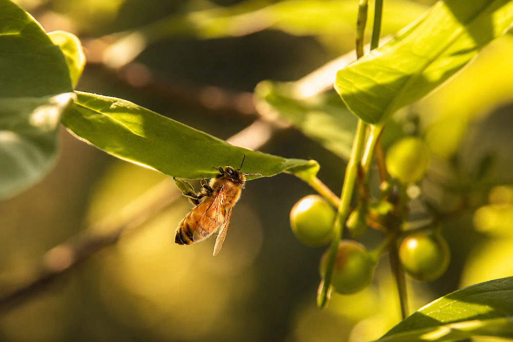 Une abeille butine paisiblement parmi le feuillage baigné par la lumière dorée.