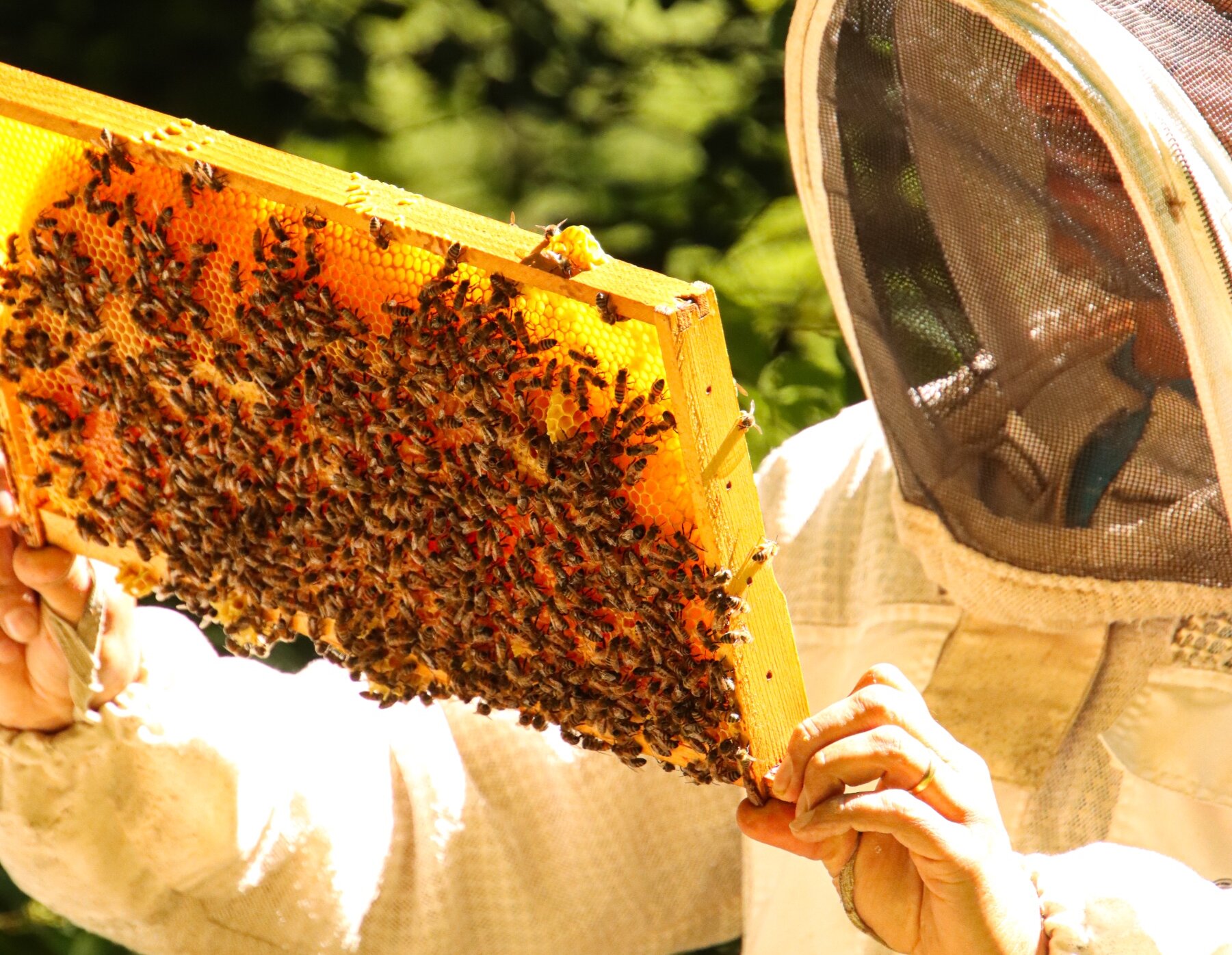 A beekeeper examining a honeycomb frame