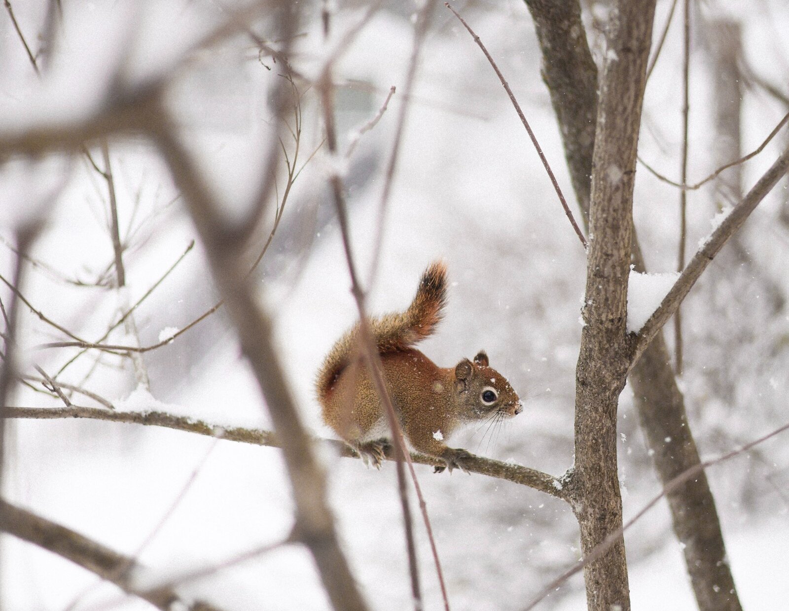 Un écureuil roux perché sur une branche dans un paysage forestier enneigé.