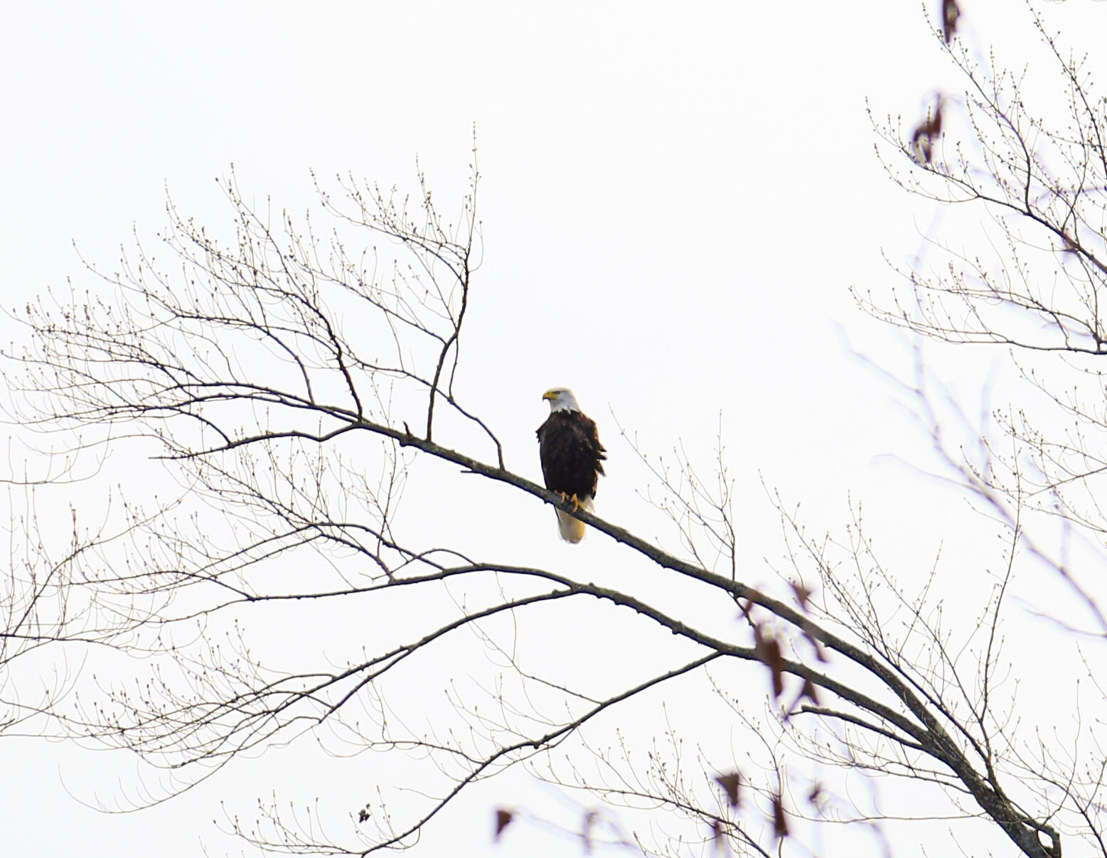 Un aigle à tête blanche perché dans les arbres.