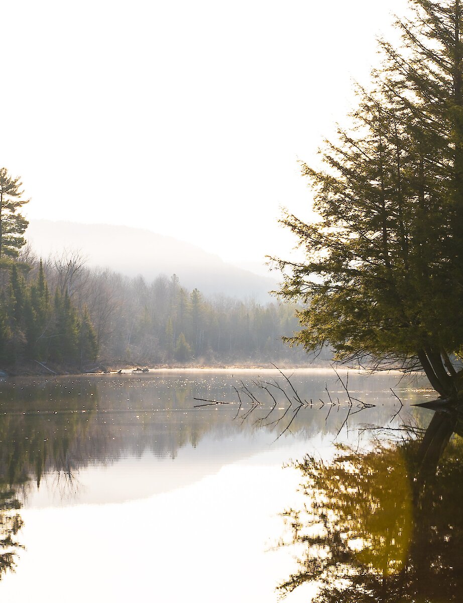 Une rivière au milieu de la forêt