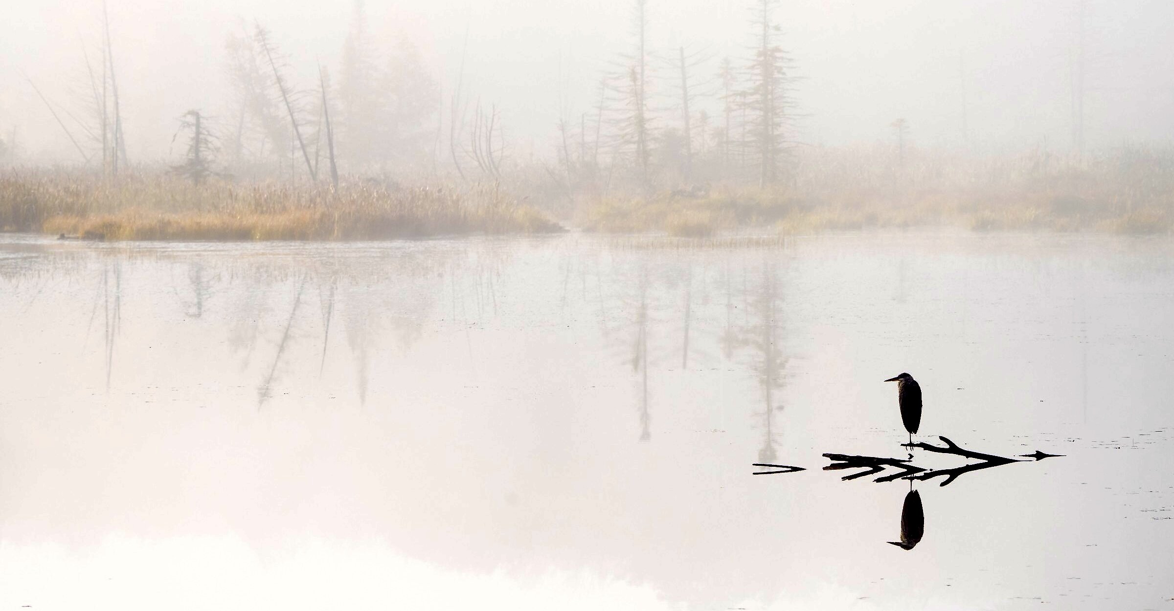 A bird on a branch in the water by the shore