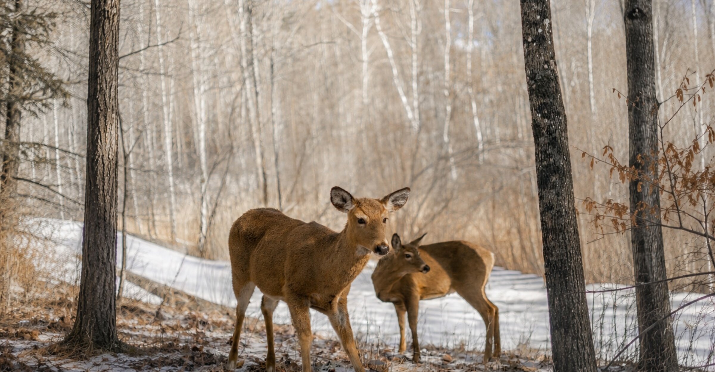 Deux biches dans la forêt enneigée.