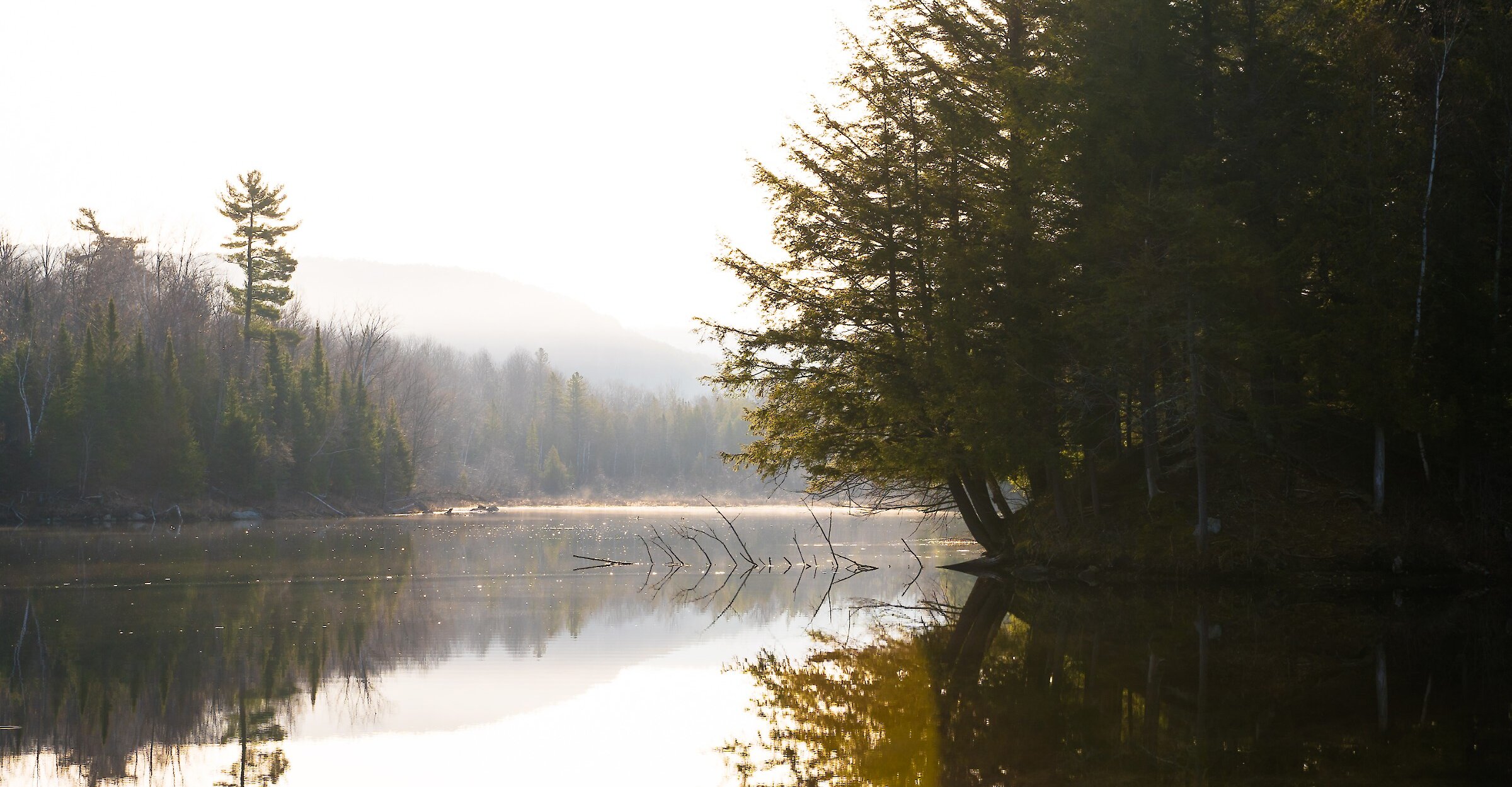 Une rivière au milieu de la forêt