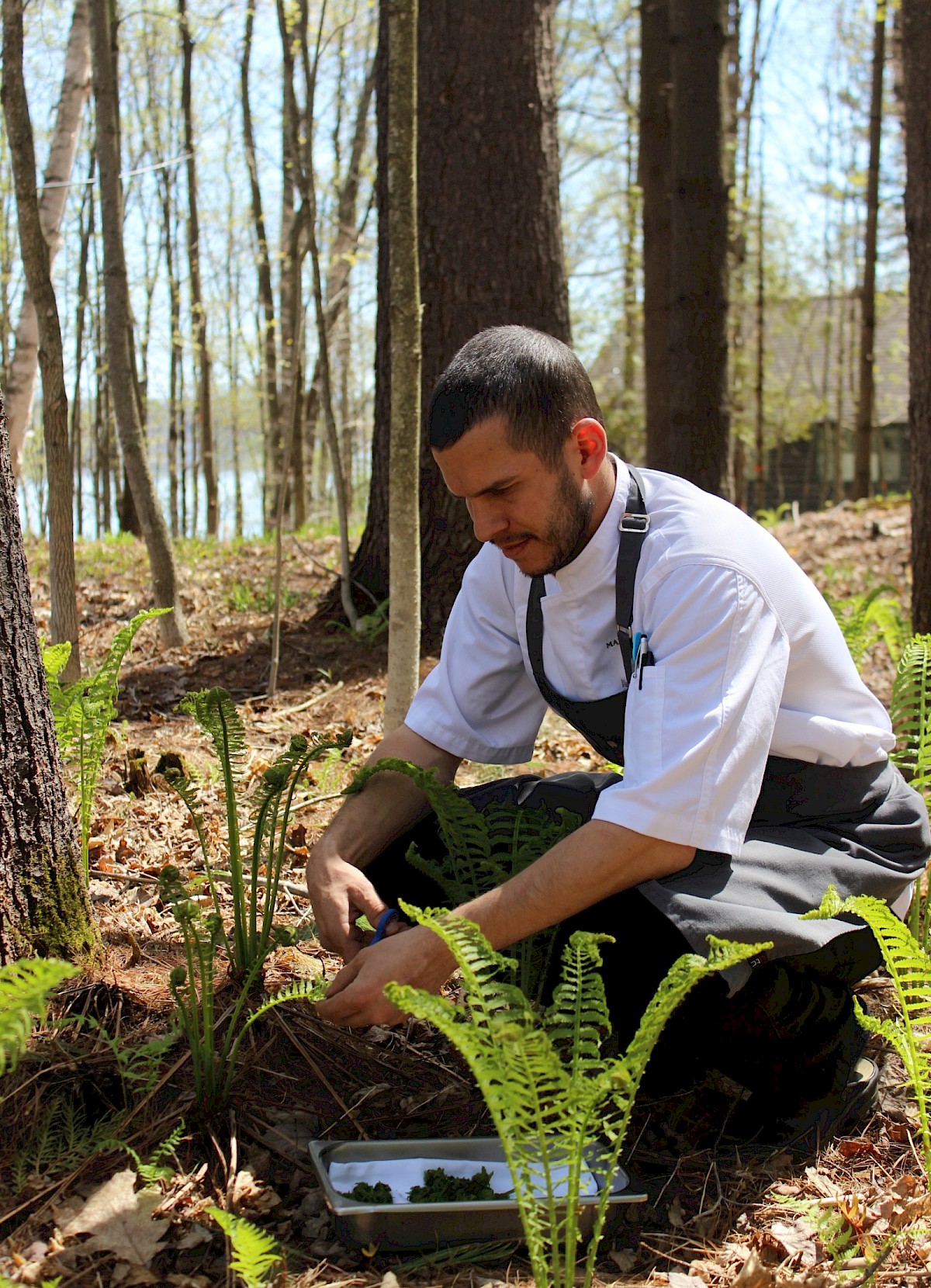 The Chef is cutting fresh herbs in the forest