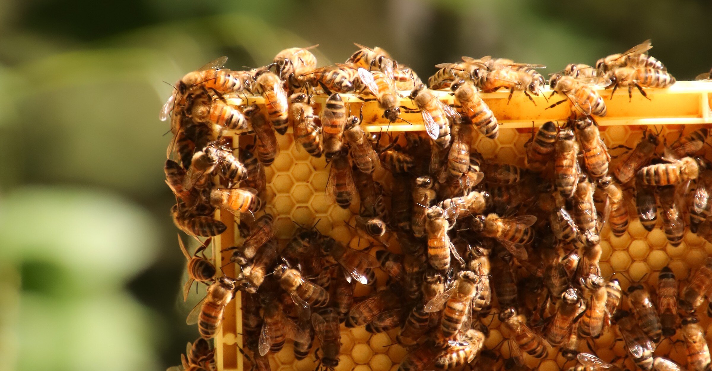Des abeilles s’affairent sur un cadre de ruche couvert d’alvéoles.