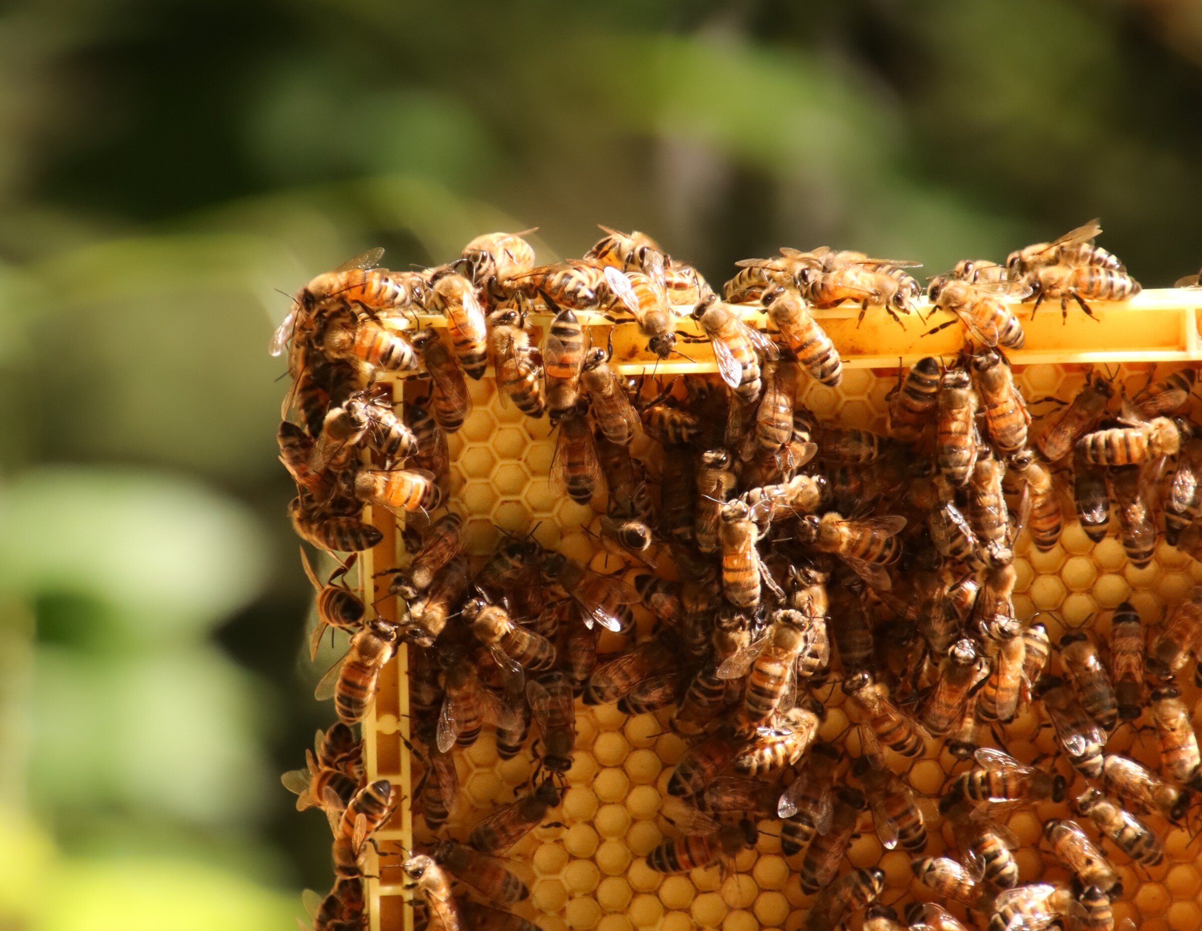 Bees making honey