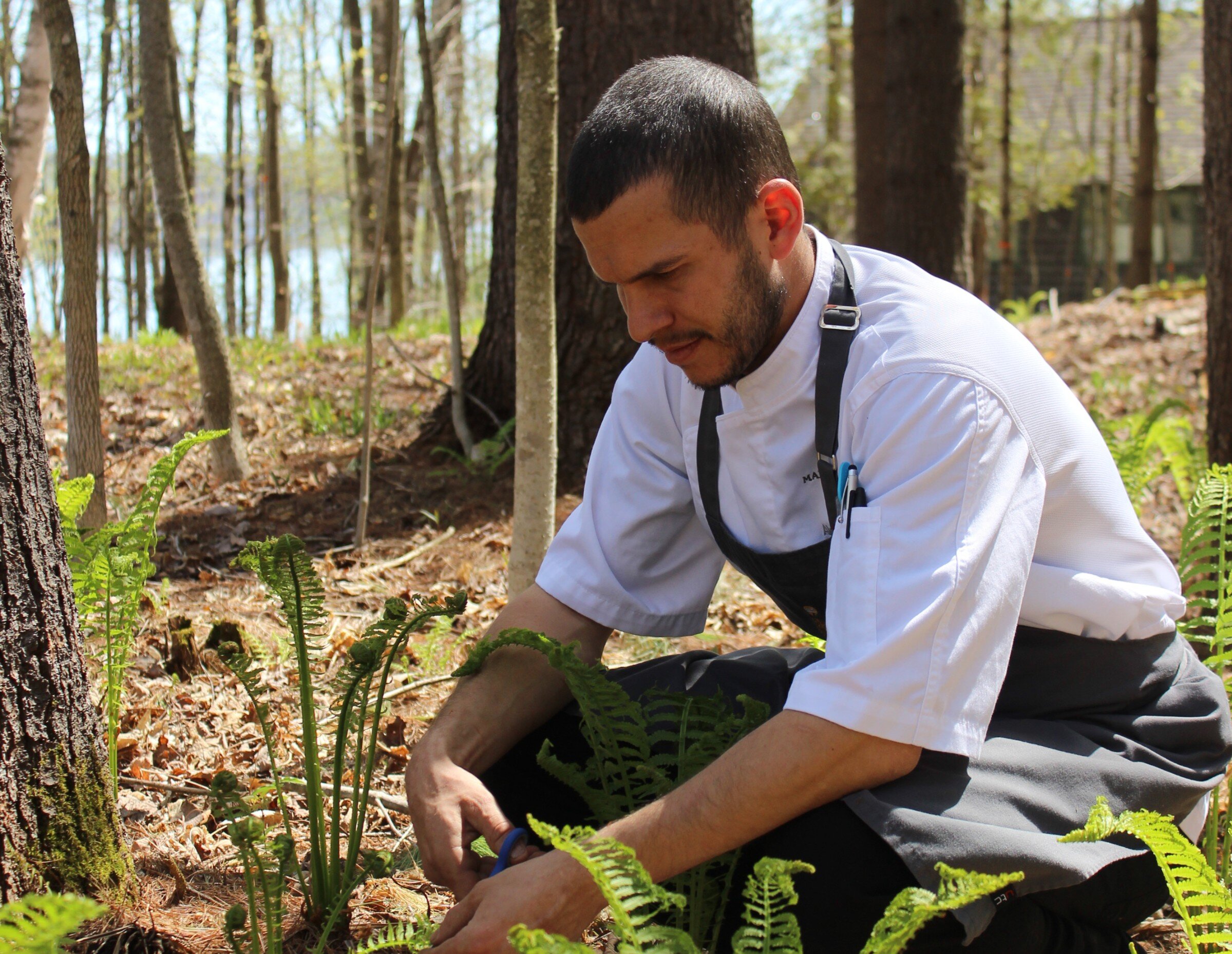 A chef cutting herbs in the forest