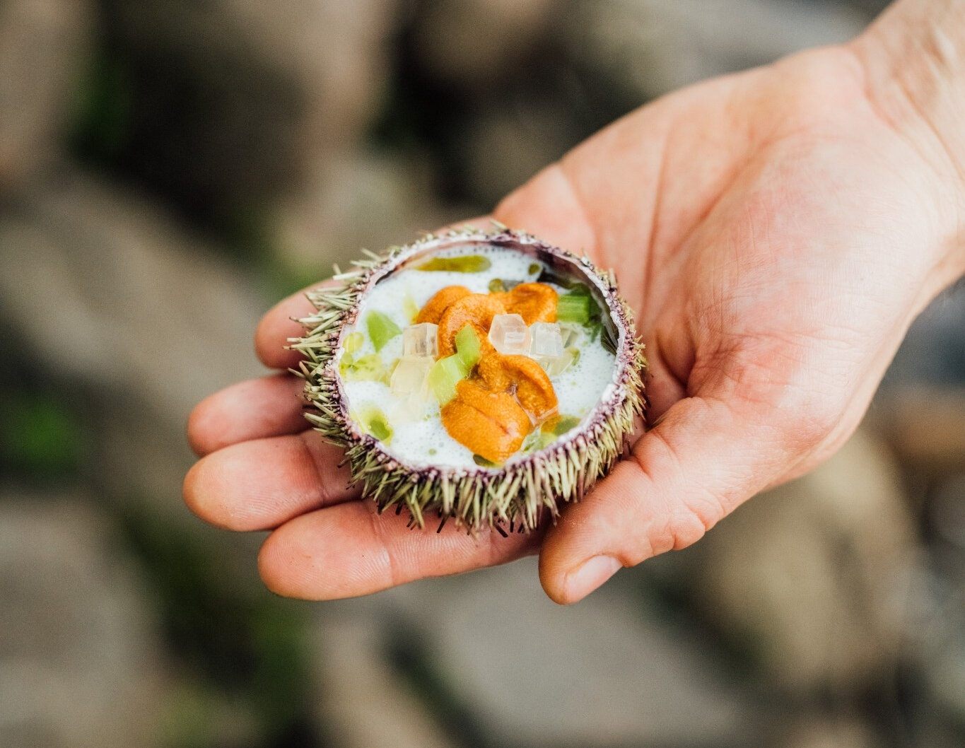 A chef shows a sea urchin in his hand