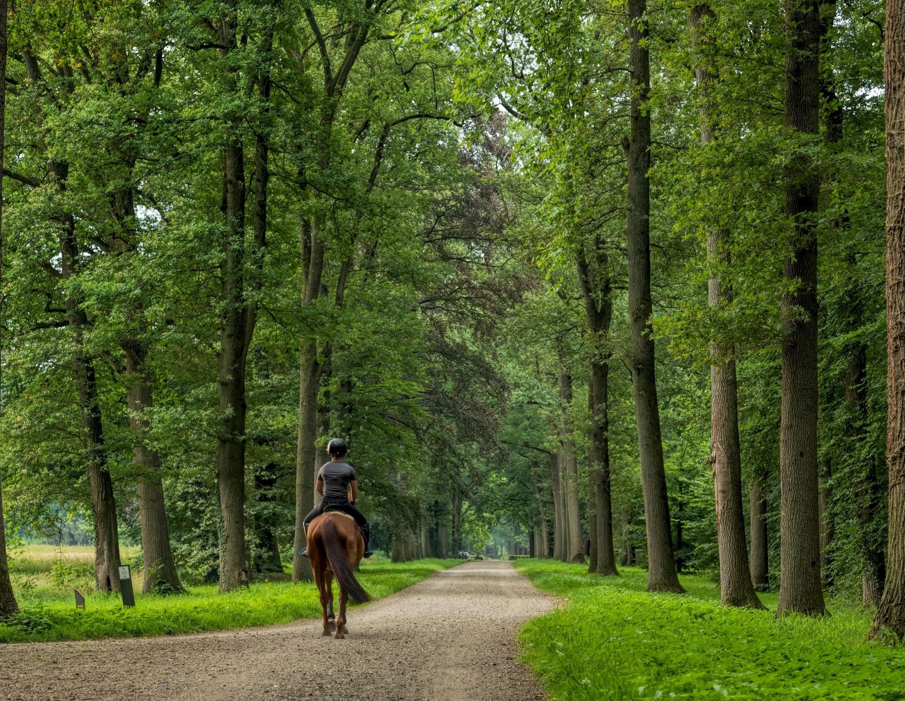 A woman horseback riding in the forest