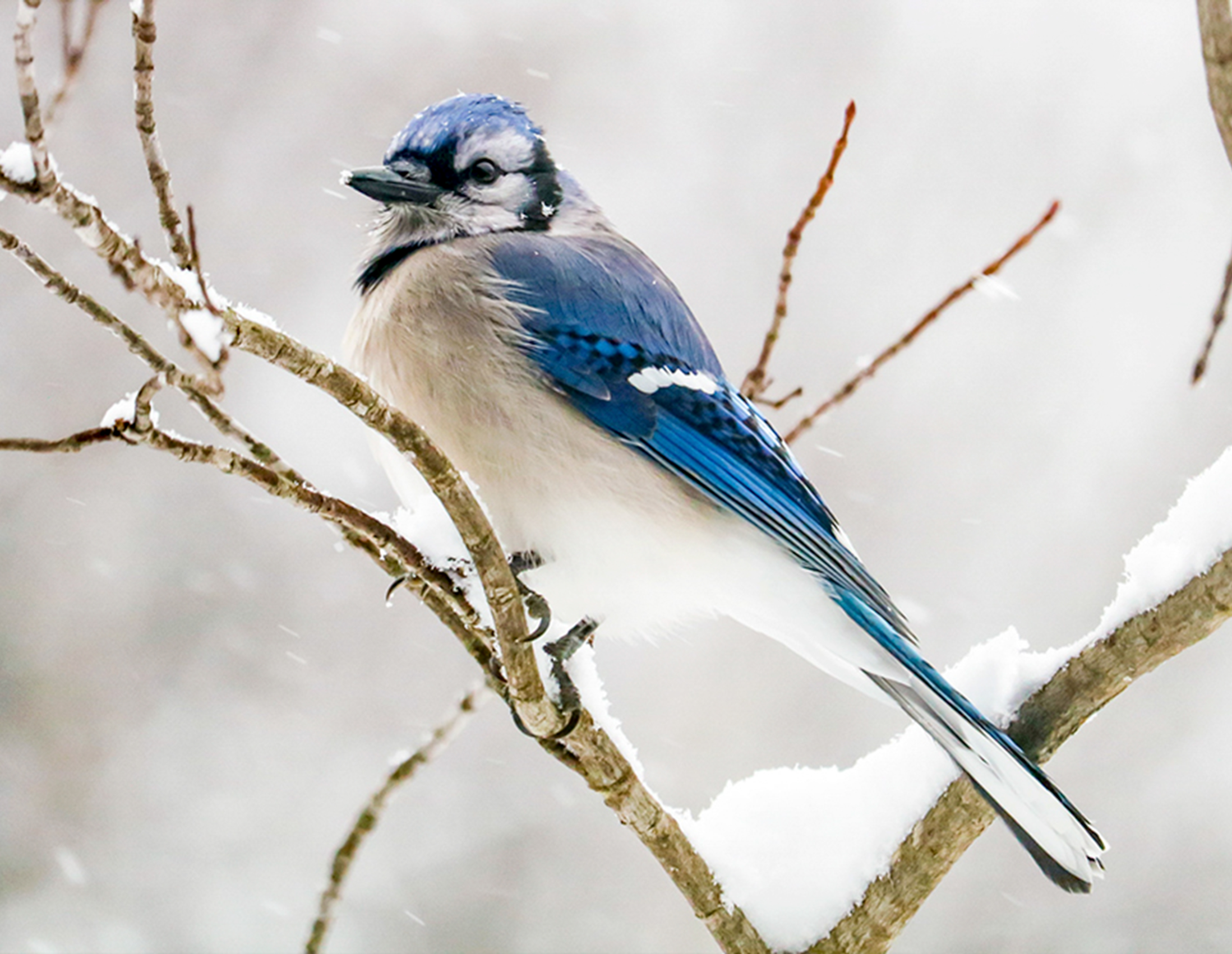 Un oiseau sur une branche