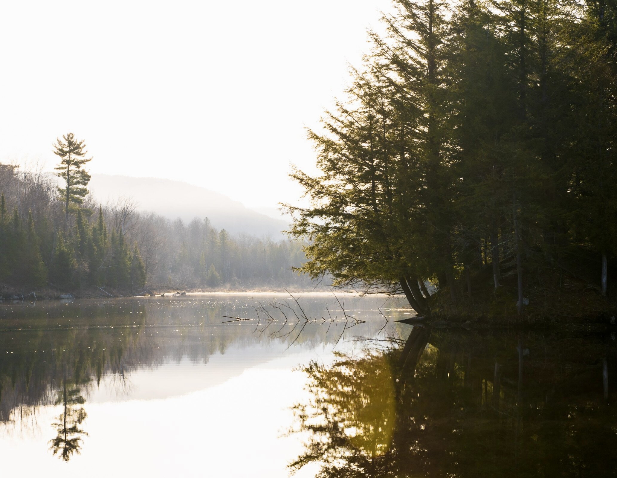 View of a forest and lake