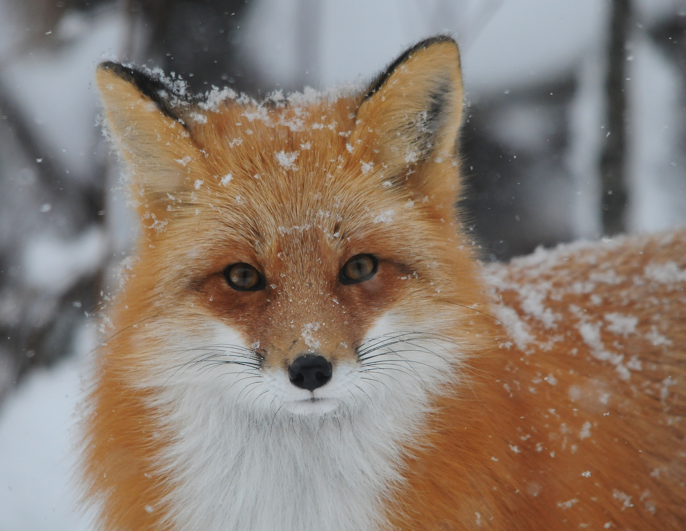 Un renard dans la neige