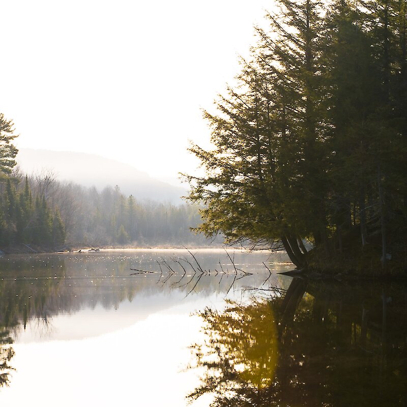 A river in the middle of a forest