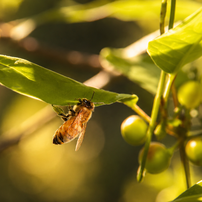 Gros plan d’une abeille parmi un feuillage baigné de lumière, mettant en valeur la beauté et l’importance de la biodiversité dans son milieu naturel.