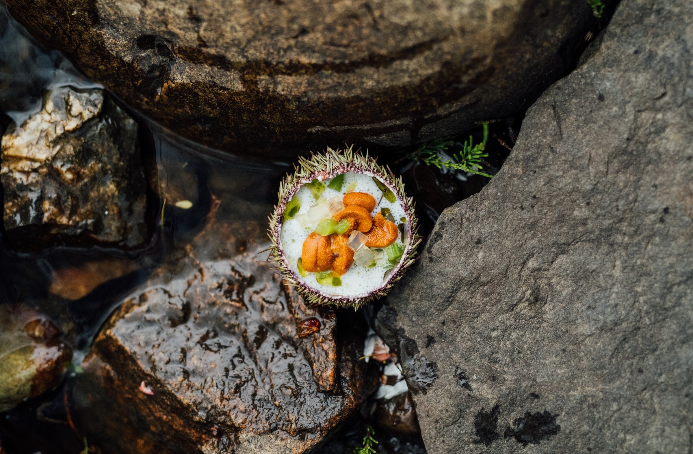 A sea urchin by the water