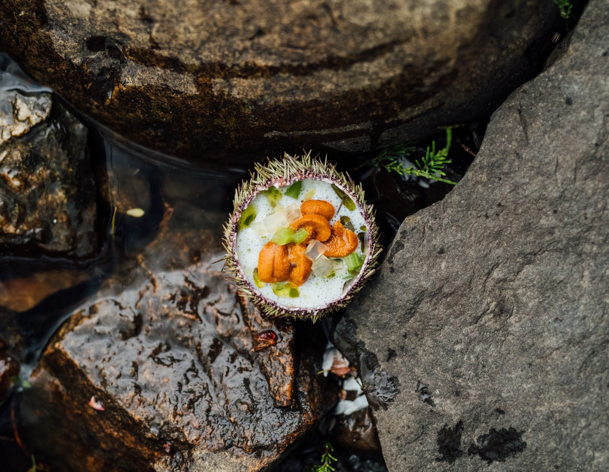 A sea urchin on rocks at the water's edge