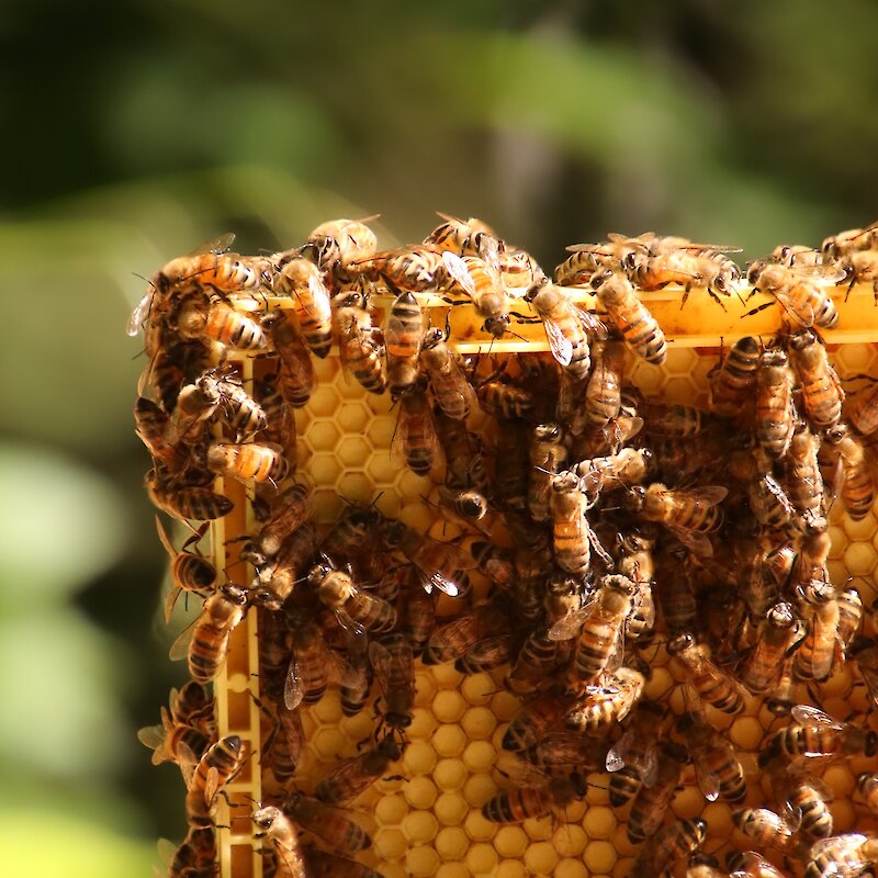 Des abeilles qui font du miel