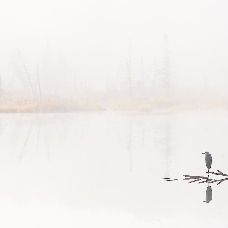 Un héron se reposant sur l'eau